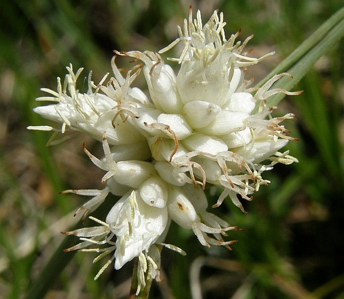 Carex baldensis