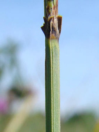 Carex buxbaumii