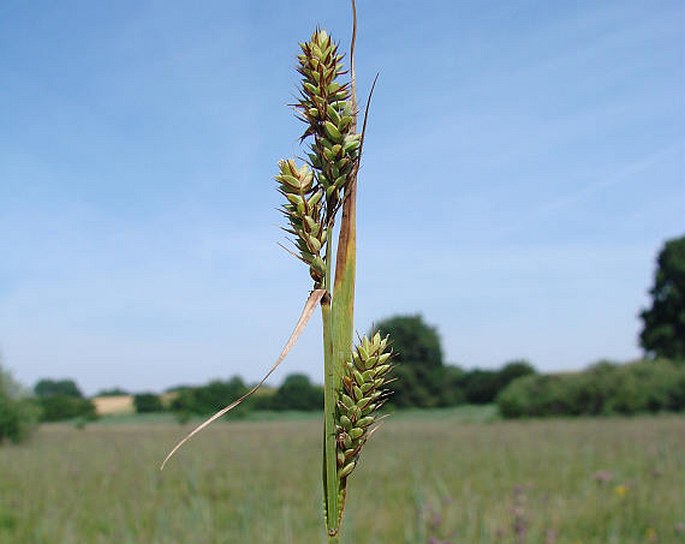 Carex buxbaumii