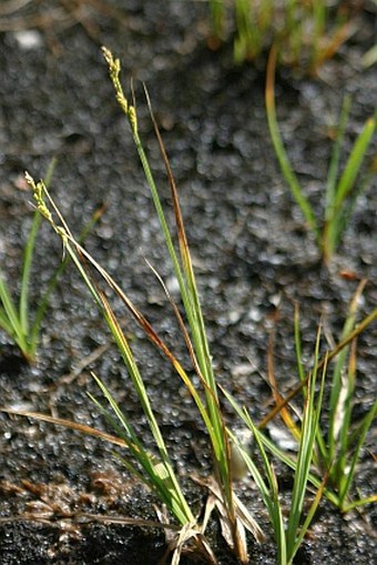 Carex canescens