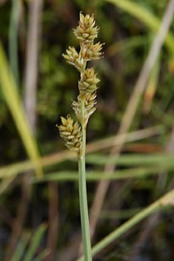 Carex canescens