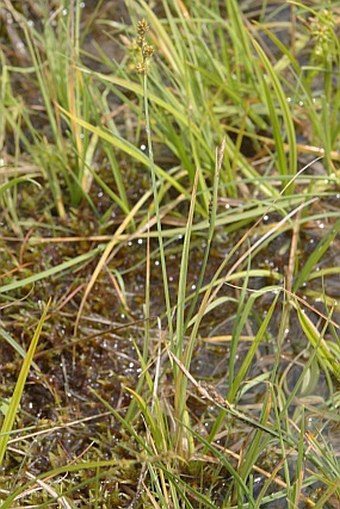 Carex canescens