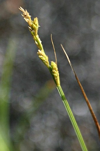 Carex canescens