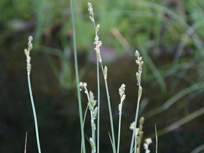 Carex canescens