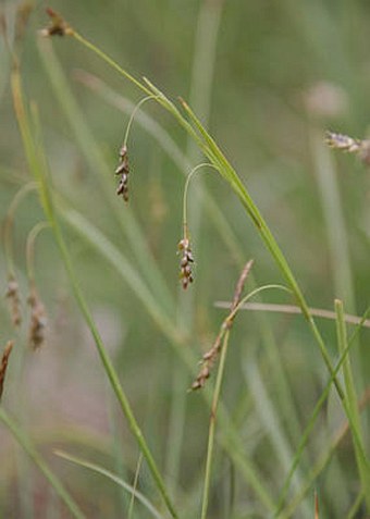 Carex capillaris