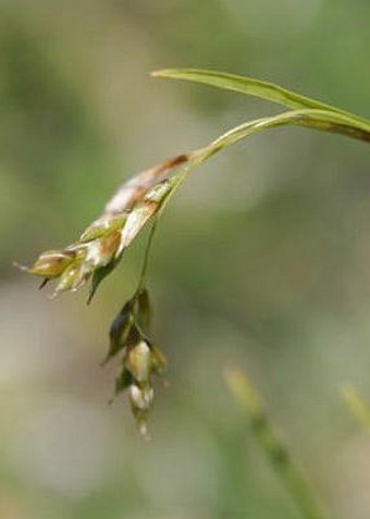 Carex capillaris