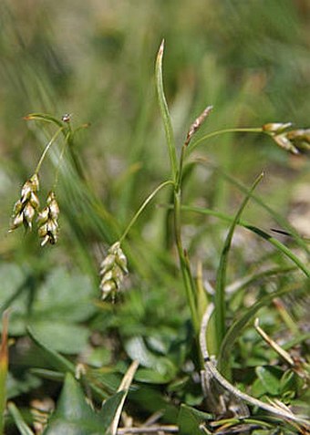 Carex capillaris