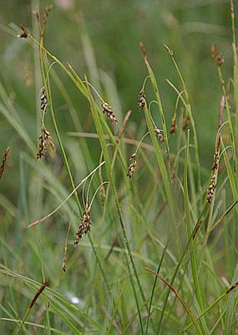 Carex capillaris