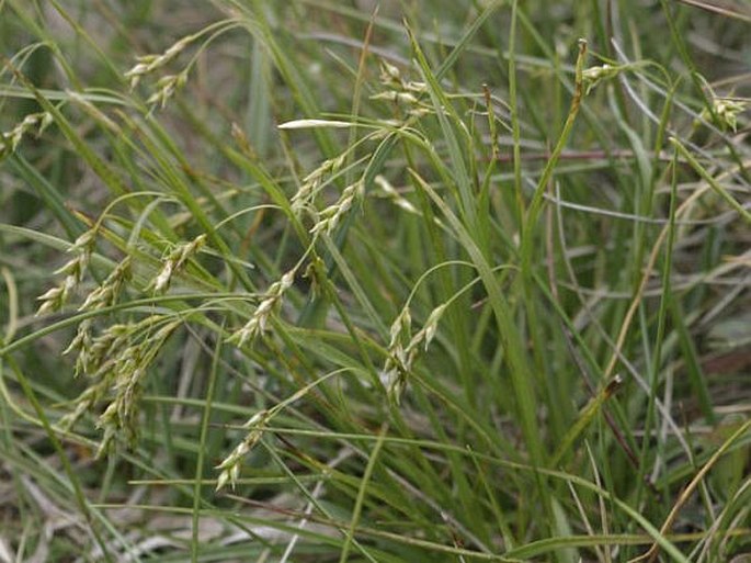 Carex capillaris