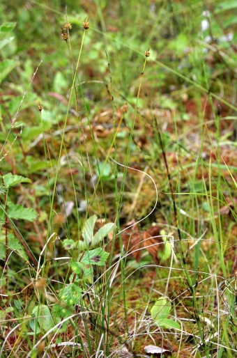 Carex capitata