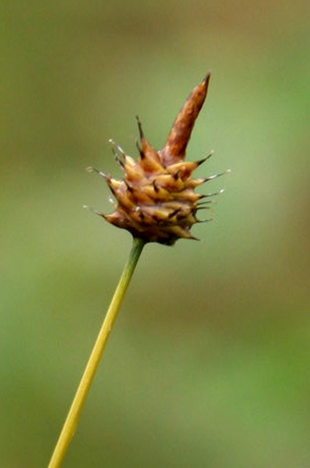 Carex capitata