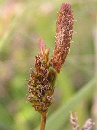 Carex caryophyllea