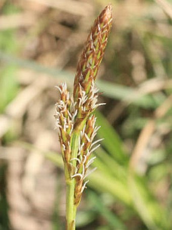 Carex caryophyllea