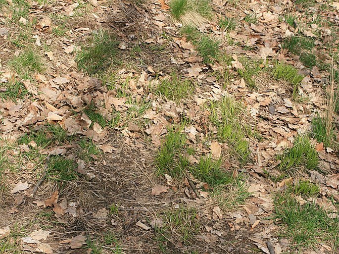 Carex caryophyllea