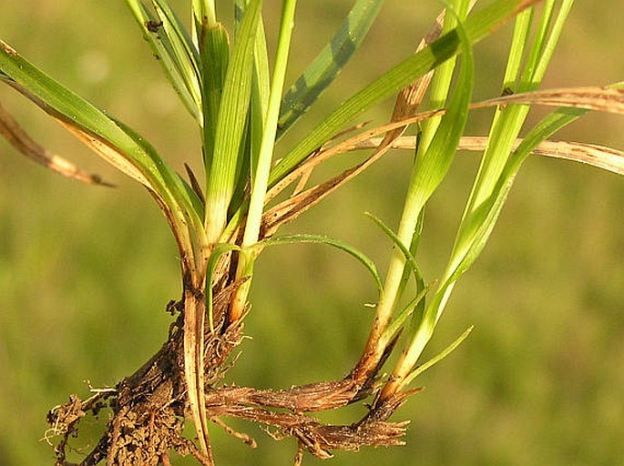 Carex caryophyllea