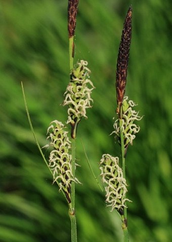 Carex cespitosa