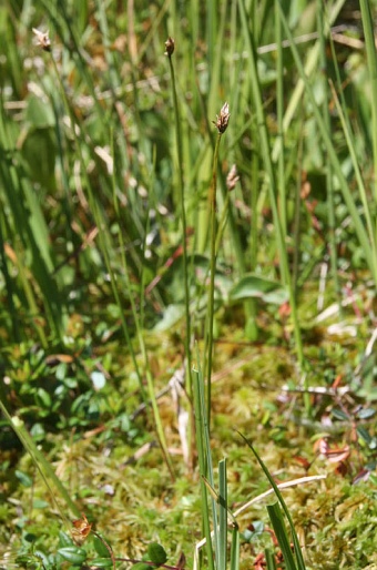 Carex chordorrhiza