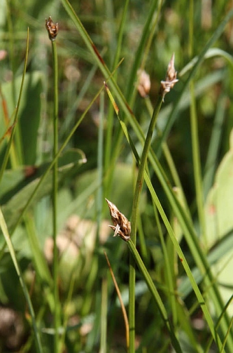 Carex chordorrhiza