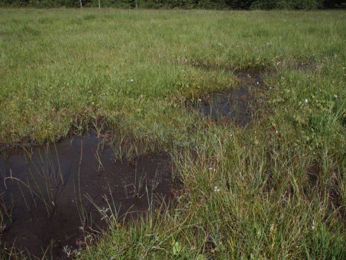 Carex chordorrhiza