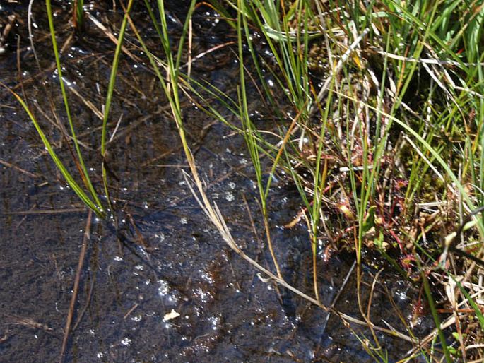 Carex chordorrhiza