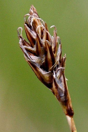 Carex curvula