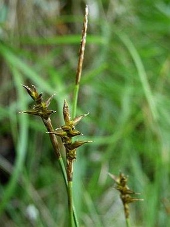 Carex davalliana