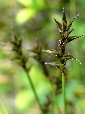 Carex davalliana