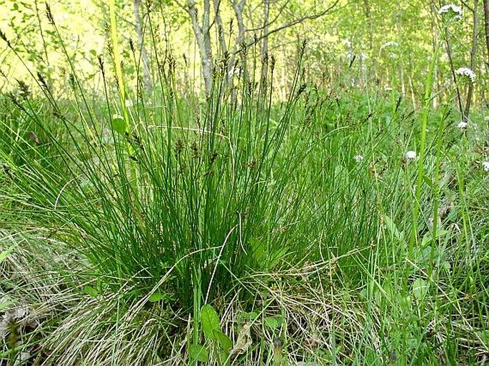 Carex davalliana