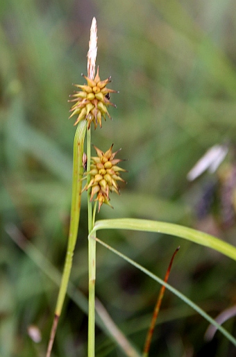 Carex demissa