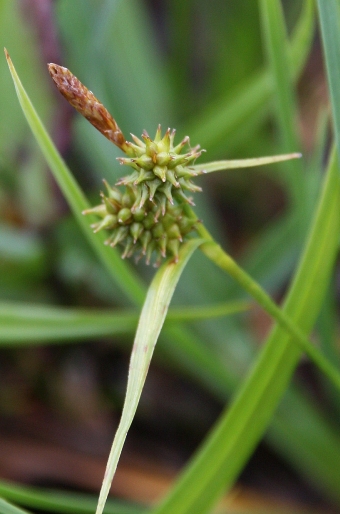 Carex demissa