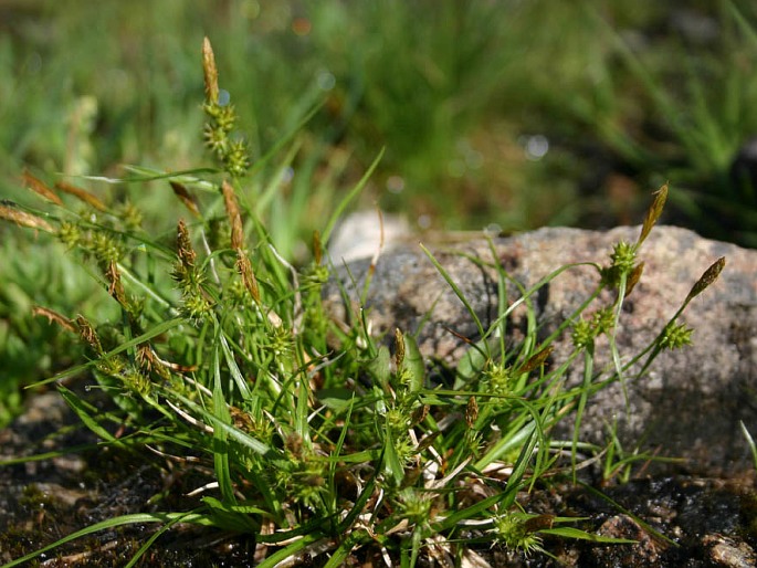 Carex demissa