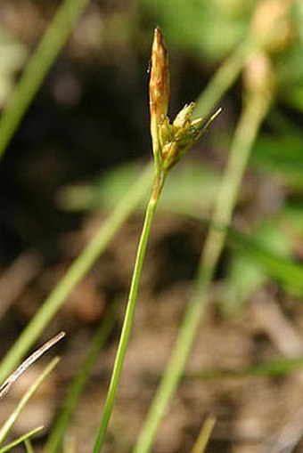 Carex depressa subsp. transsilvanica
