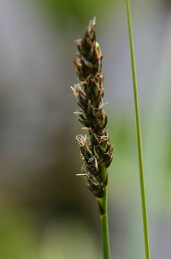 Carex diandra