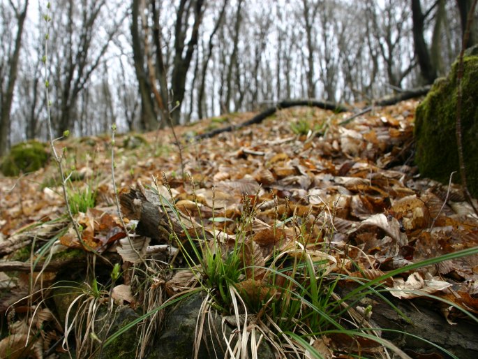 Carex digitata