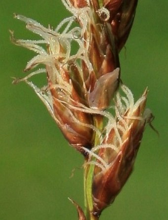 Carex disticha