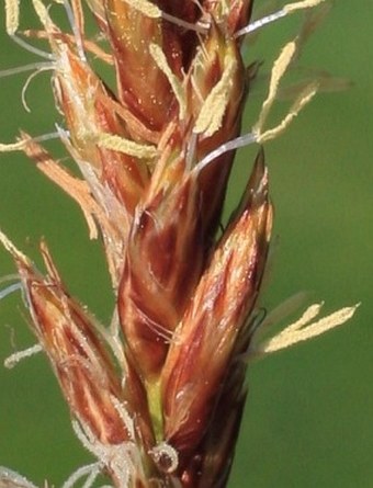 Carex disticha