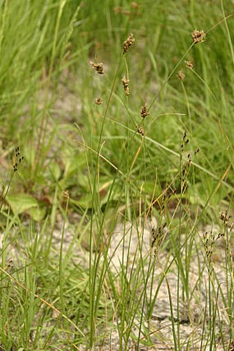 Carex divisa