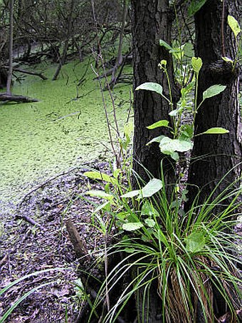 Carex elongata