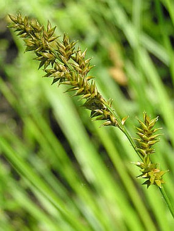 Carex elongata