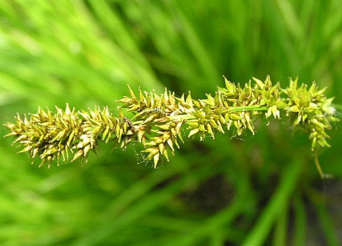 Carex elongata