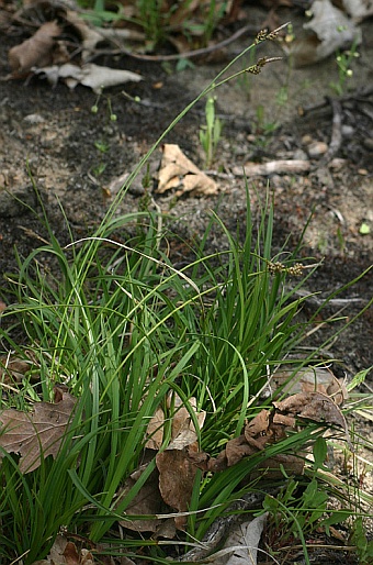 Carex ericetorum