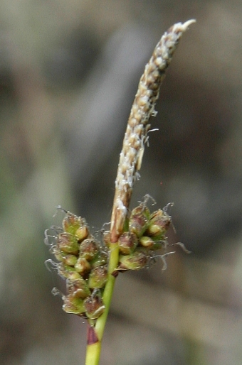 Carex ericetorum