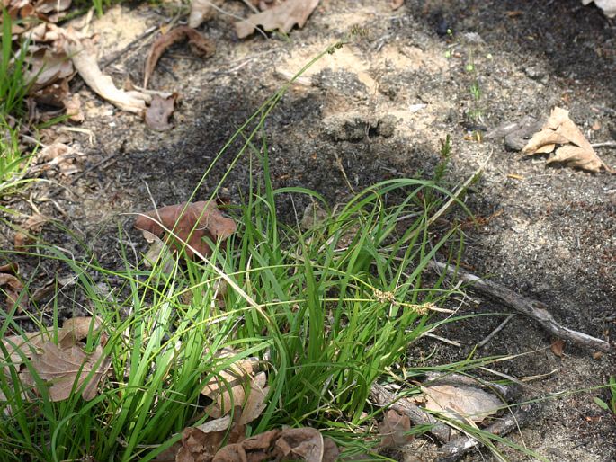 CAREX ERICETORUM Pollich – ostřice vřesovištní / ostrica vresovisková