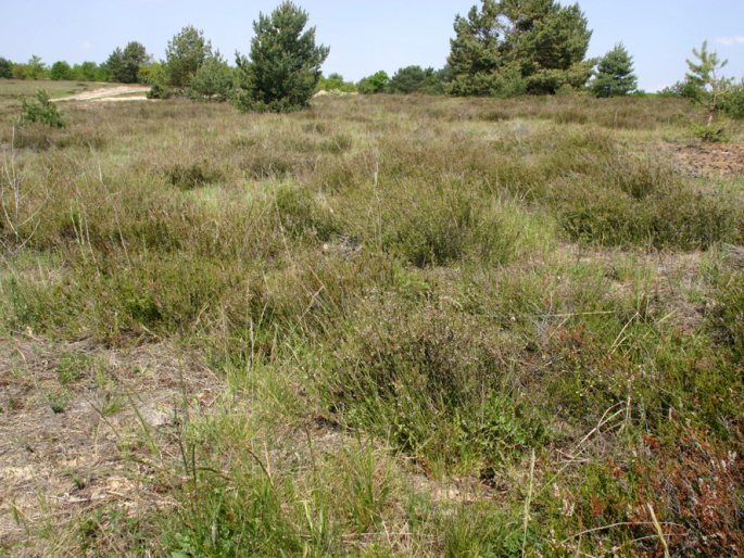 Carex ericetorum