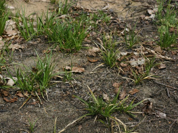 Carex ericetorum