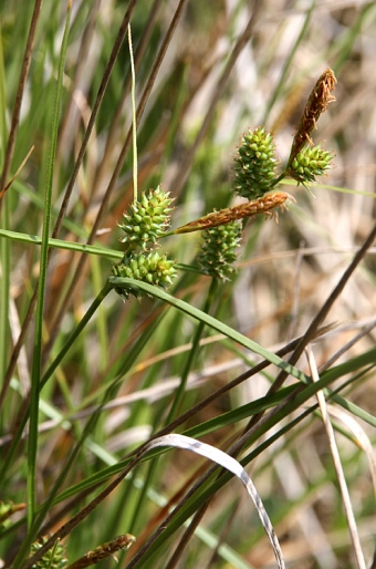 Carex extensa