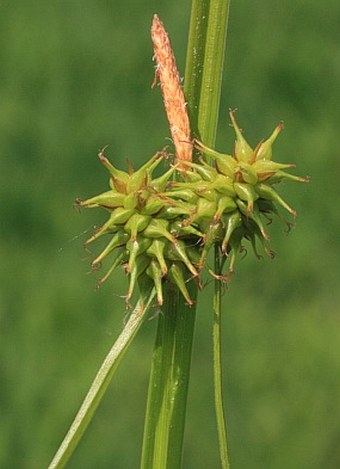 Carex flava