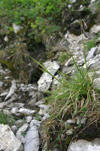 Carex fuliginosa subsp. fuliginosa