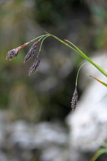 Carex fuliginosa subsp. fuliginosa