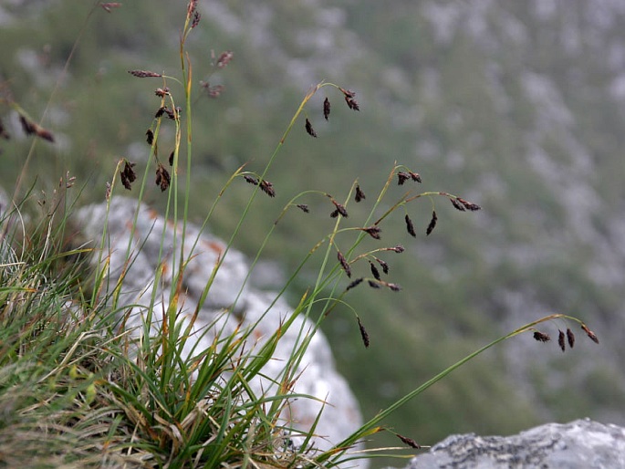 Carex fuliginosa subsp. fuliginosa